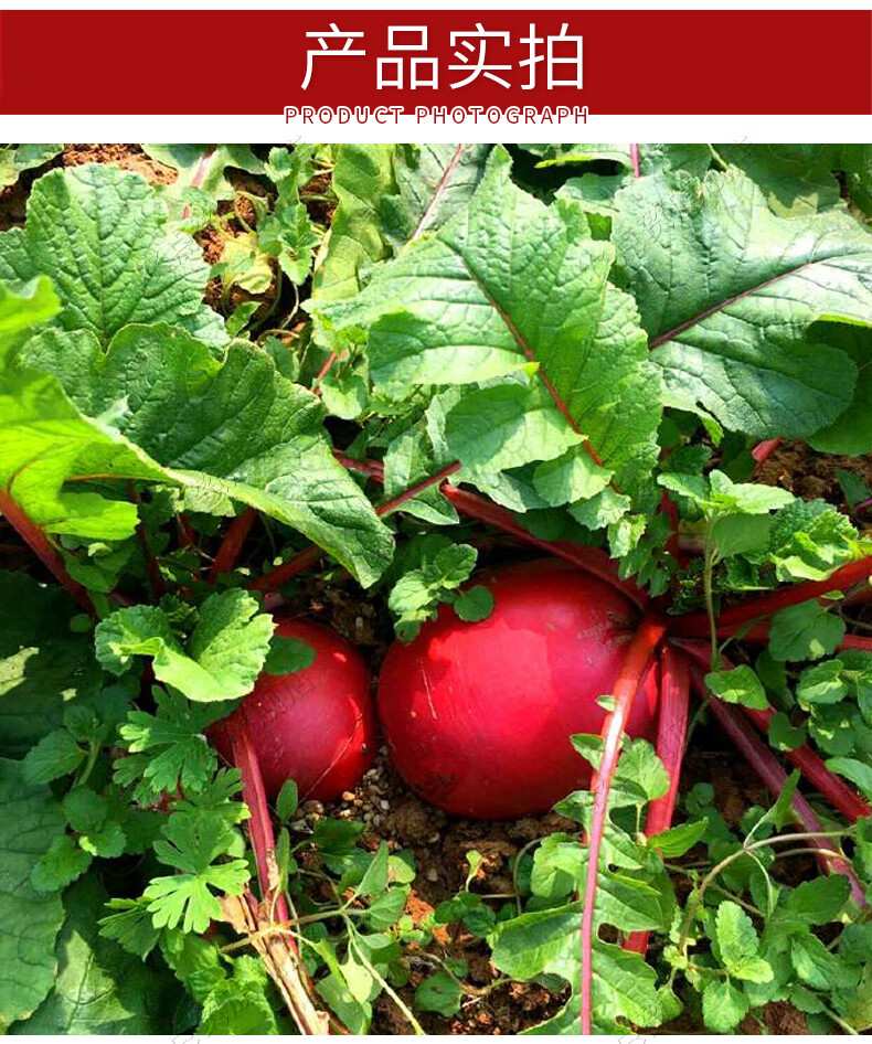 时艺大红袍山东潍县辣萝卜红皮萝卜菜种籽红皮白心萝卜种子水萝卜籽