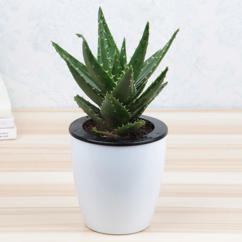 开普 中华 木立木剑多种可选室内客厅桌面多肉懒人植物 中华芦荟约