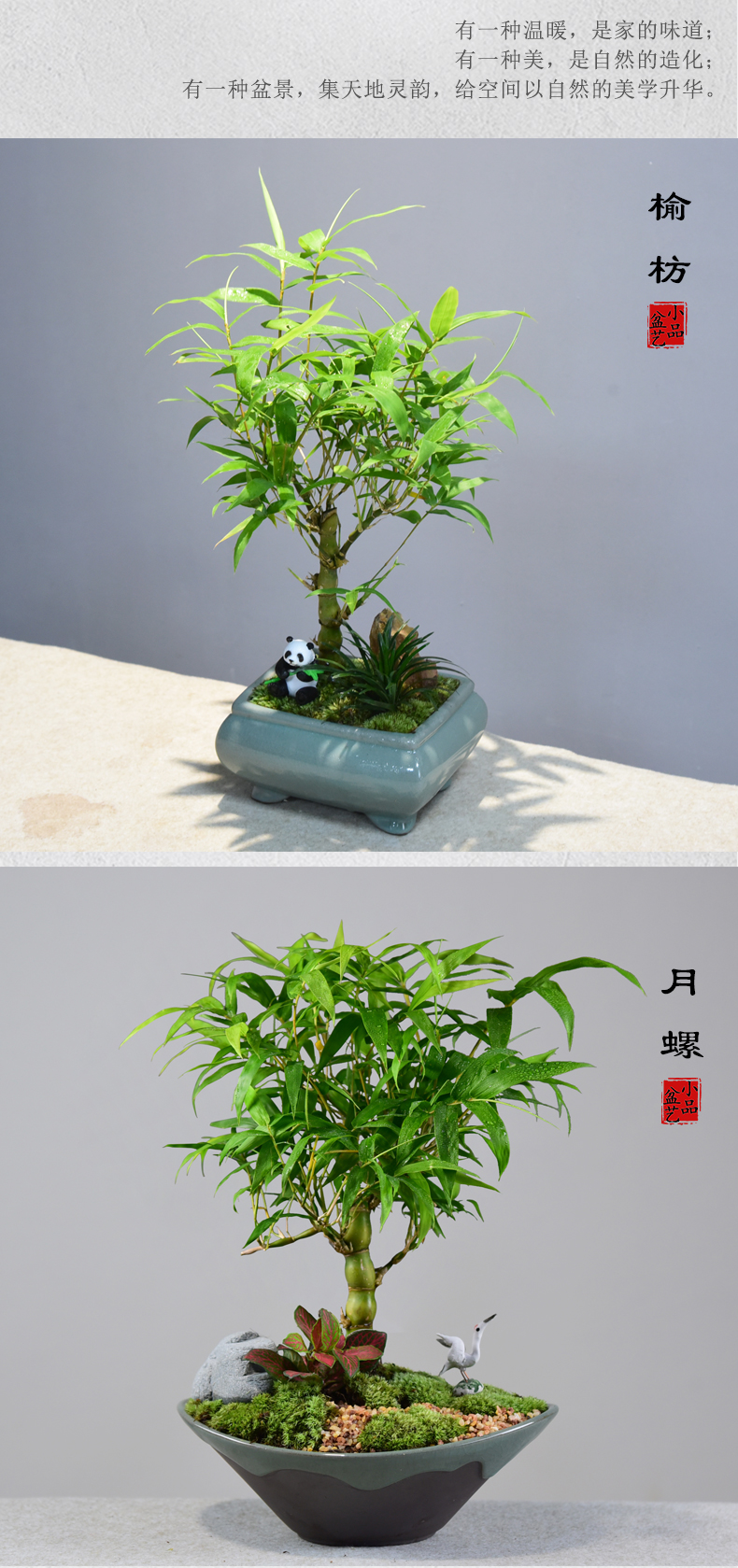 佛肚竹盆景罗汉竹室内客厅盆栽办公室内竹子小型矮化观赏盆栽植物
