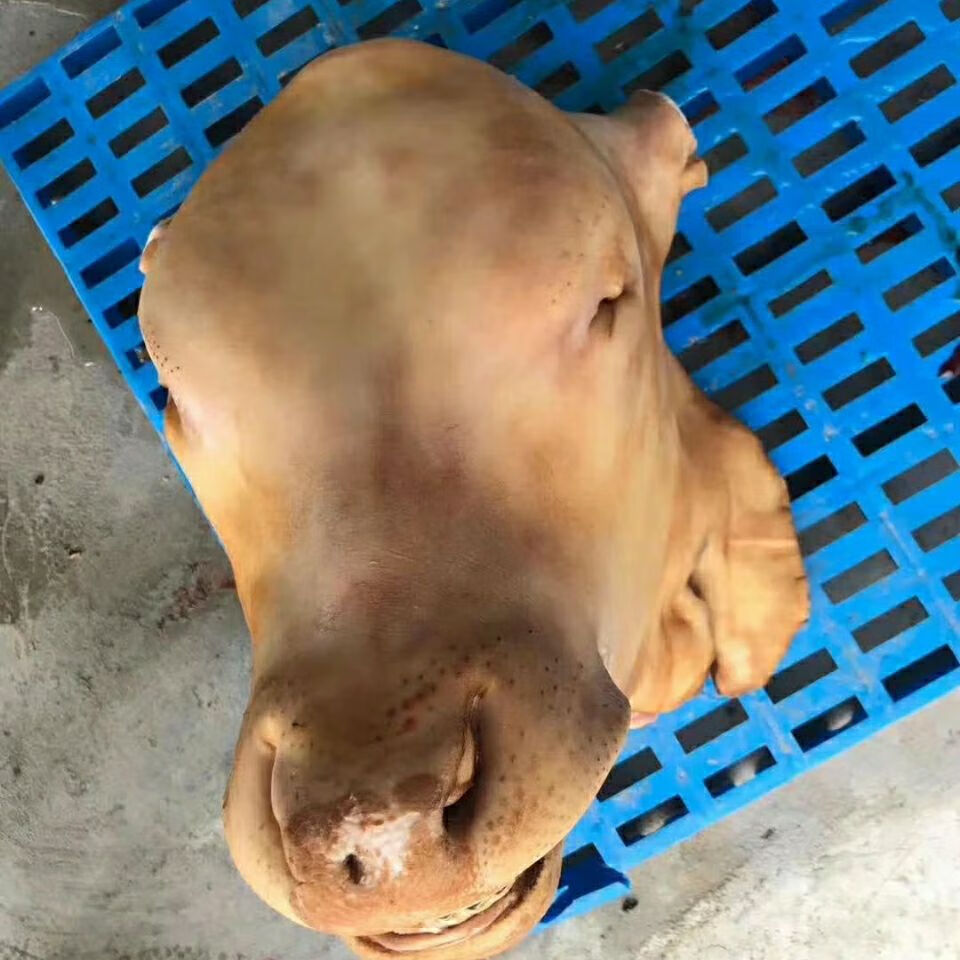 牛头 牛头宴,可带牛舌,牛角,都有标注 31斤到33斤有牛舌元【图片 价格