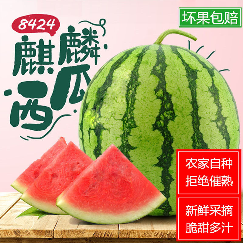 麒麟西瓜8424新鲜应季水果皮薄超甜水果麒麟西瓜56斤个