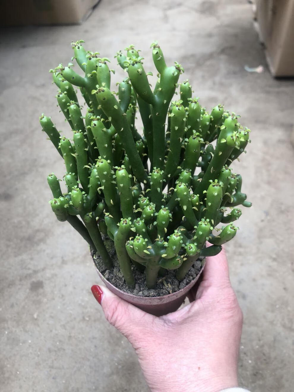 促销光棍树小盆栽绿珊瑚树彭瑚树多肉植物吸易养绿植 将军柱5-6颗原盆