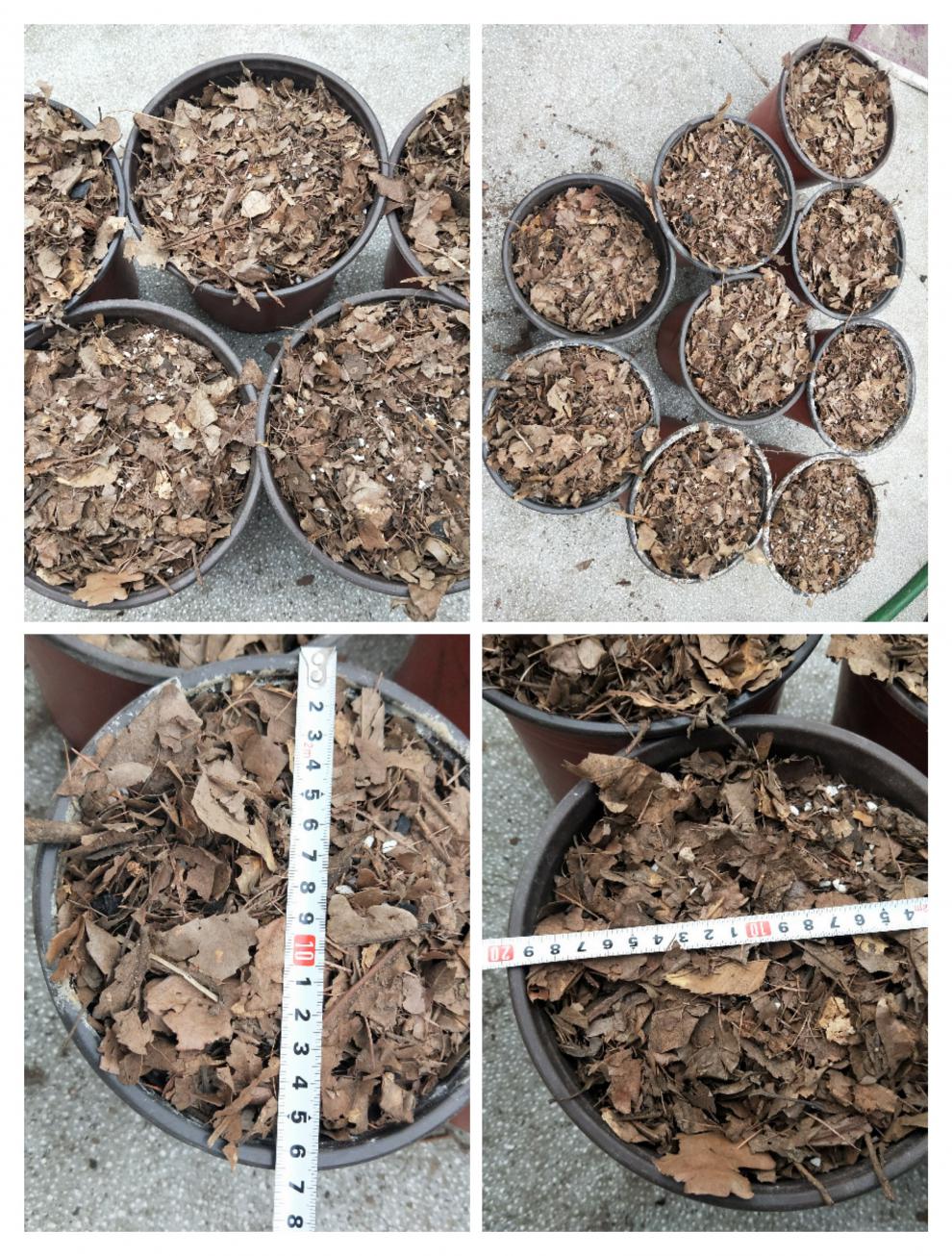 君子兰专用土营养土腐叶土腐熟橡树叶柞树叶松针土营养土 君子兰土1.