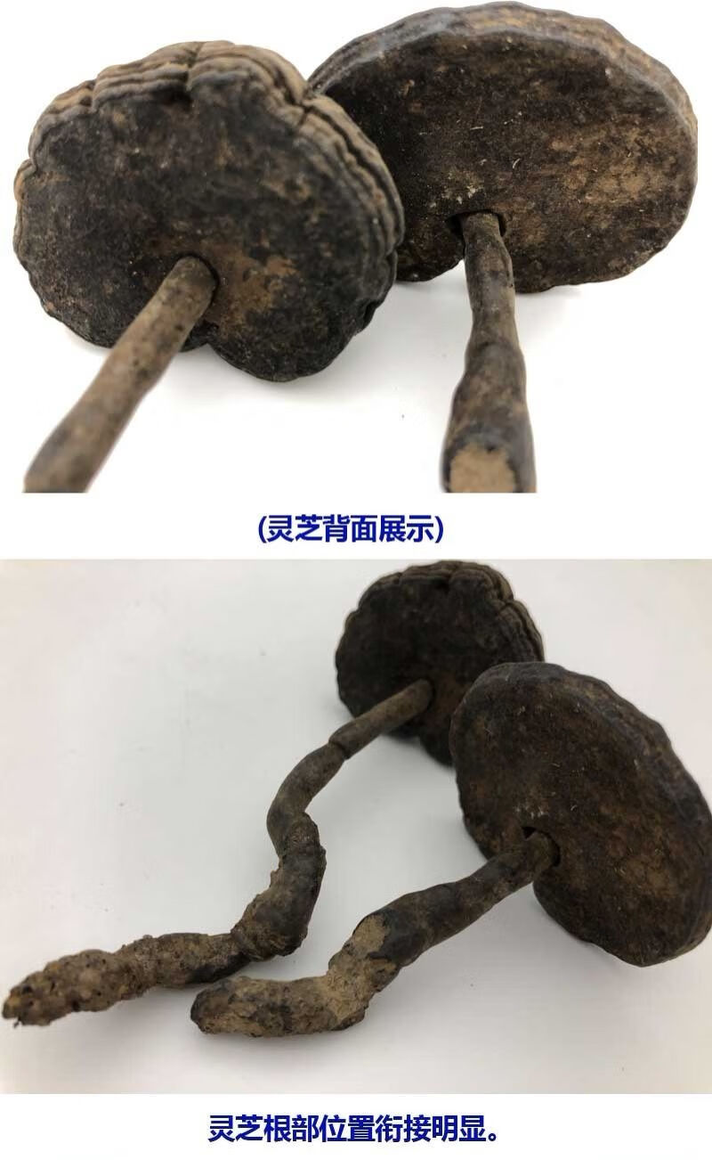 【保正】野生黑灵芝血灵芝香血灵芝皱盖假芝玄芝乌芝干品 250克切片