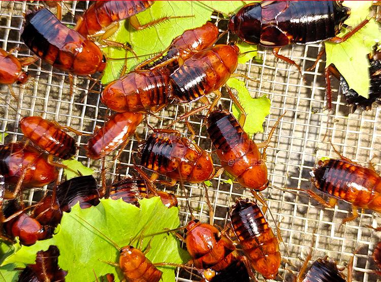 樱桃红蟑螂樱桃蟑螂爬宠昆虫活饵饲料1525cm150只份买2份份