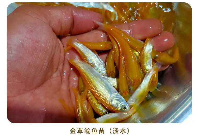 萌小鼠俄罗斯金草鱼苗金丝皖观赏淡水养殖食用快大活体名贵 金草鱼3-6