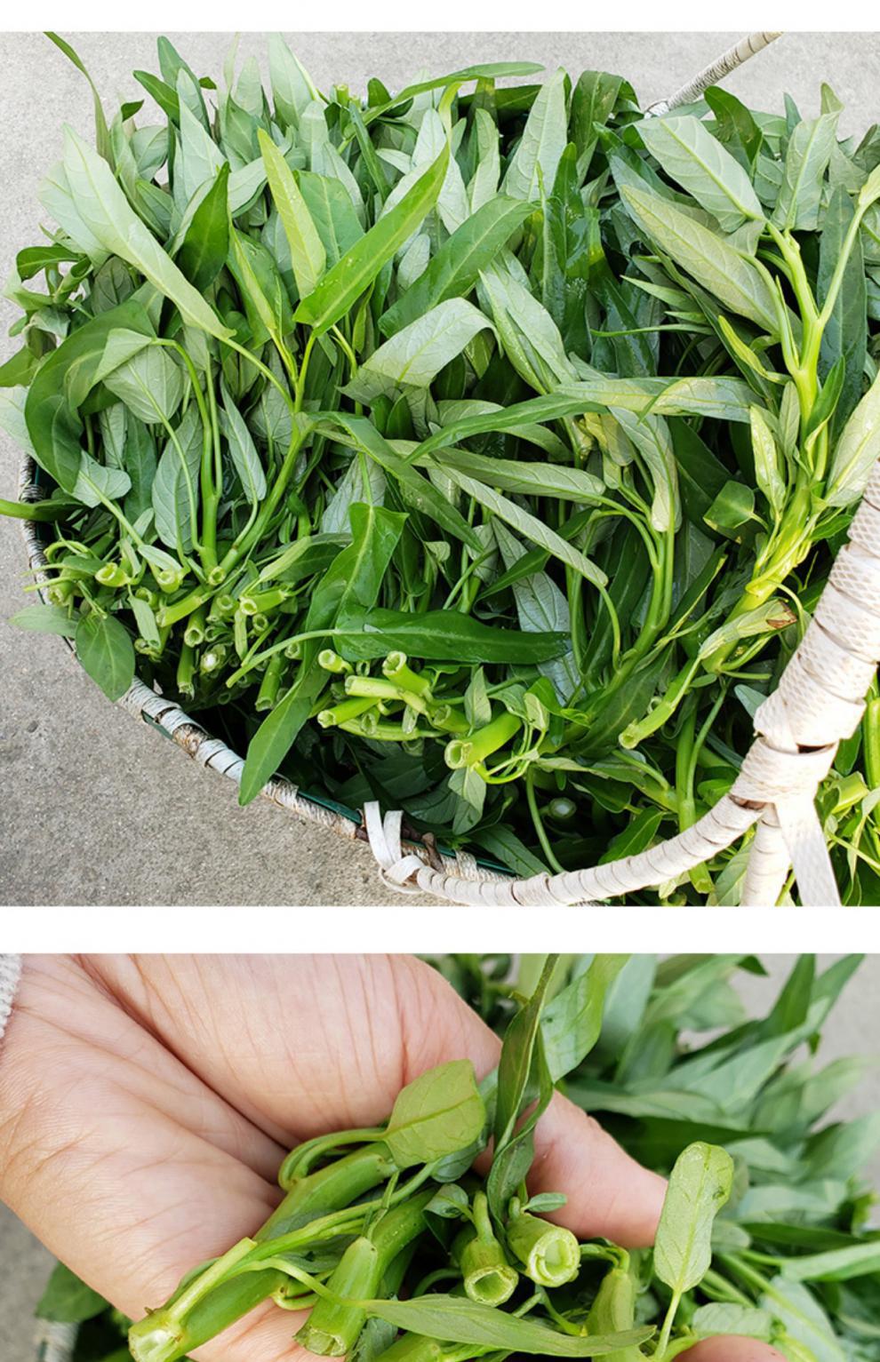 广西博白特产空心菜 水蕹菜 通心菜 新鲜蔬菜 5斤【图片 价格 品牌