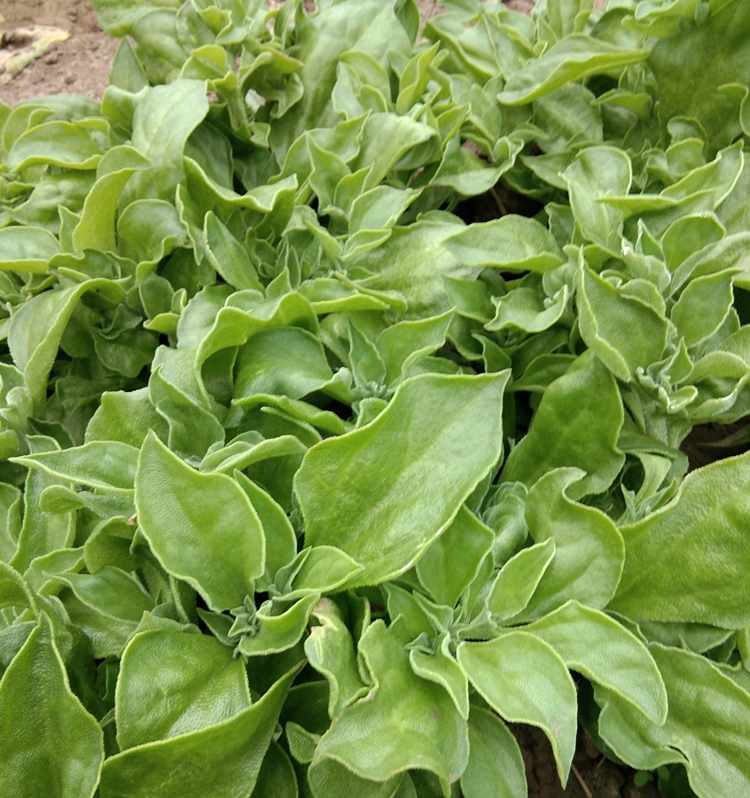 有机水晶冰菜种子冰草籽种冰菜苗水晶四季菜种籽大全野菜蔬菜种孑有机