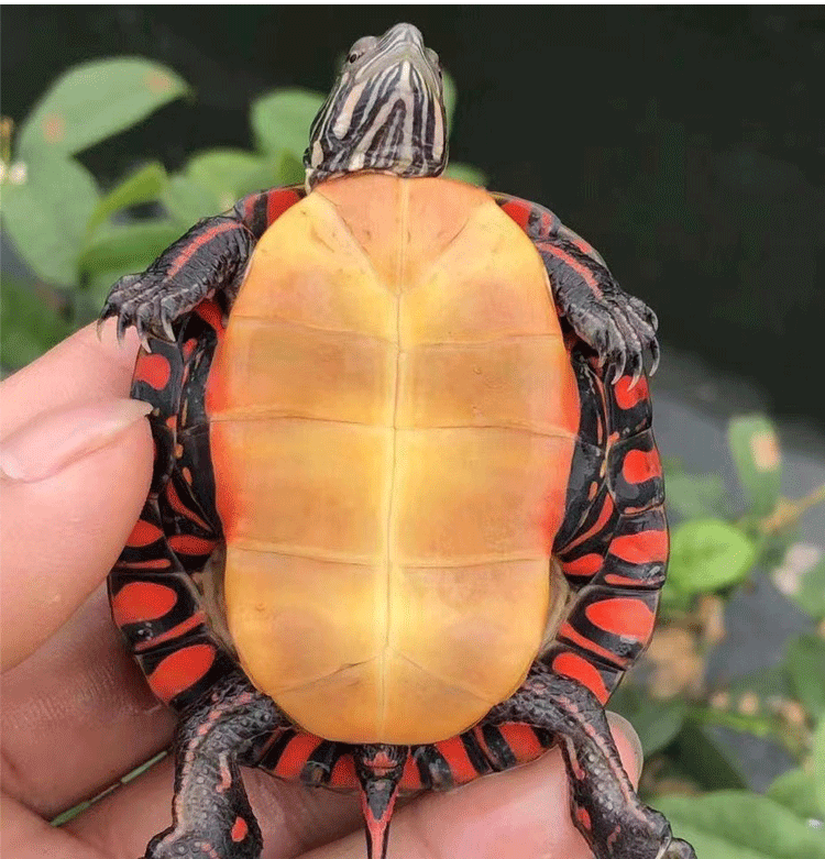 東錦龜西錦龜魚缸混養網紅小烏龜活物寵物觀賞龜苗火焰吃糞龜採緹