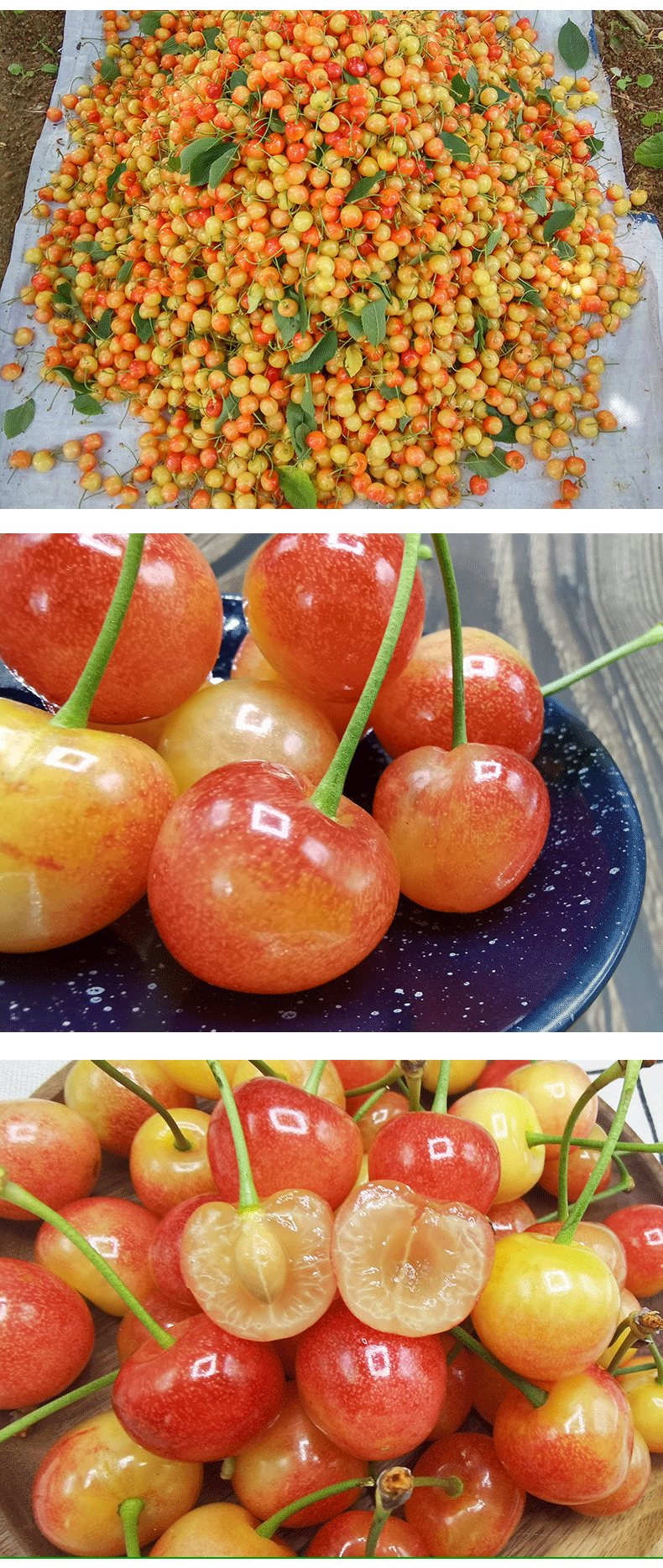 顺丰空运山东烟台黄樱桃新鲜黄蜜水晶樱桃小水果应当季孕妇整箱2斤l