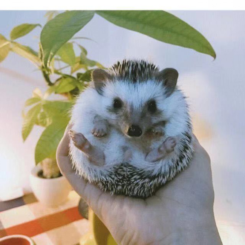 宠物幼崽活体宠物活体非洲迷你刺猬小型宿舍小宠 原色mini刺猬宝宝