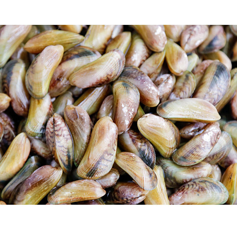 宏嘉睿 福建薄壳海瓜子鲜活新鲜海鲜水产贝类下酒菜下饭菜翡翠海瓜子