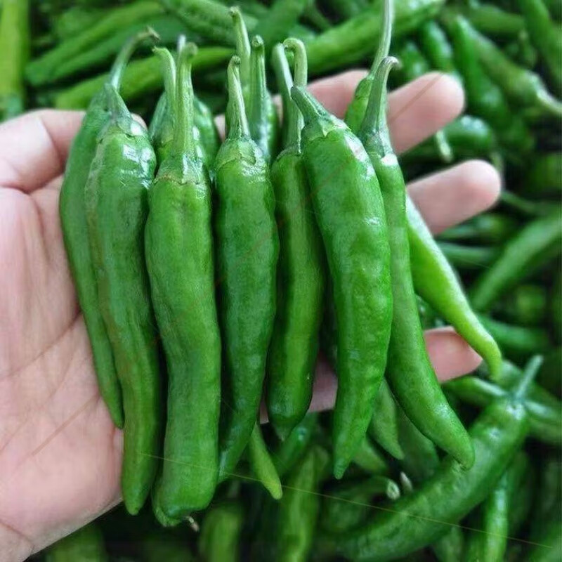 湖南樟树辣椒本地特产正宗农家土辣椒薄皮青港椒新鲜10斤