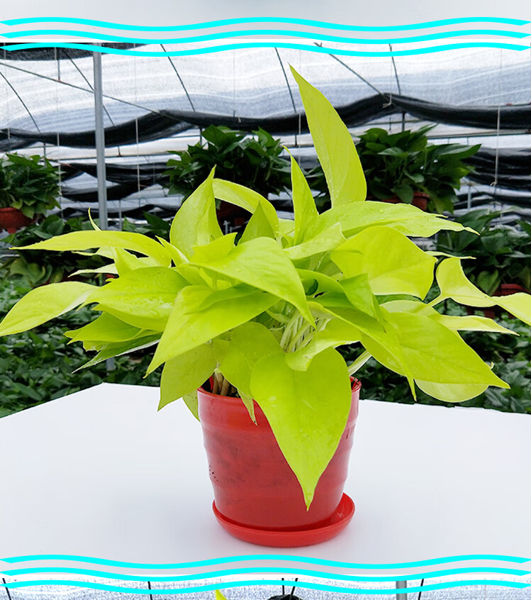 可狄大叶黄金葛绿萝金叶盆栽除甲醛净化空气水培室内新品植物可长藤