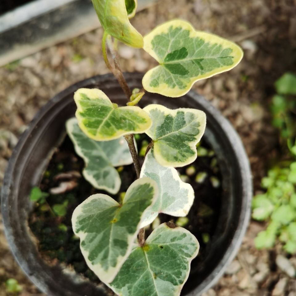 日本进口雪莹稀有品种日系常春藤盆栽绿植室内常青藤植物桌面雪萤