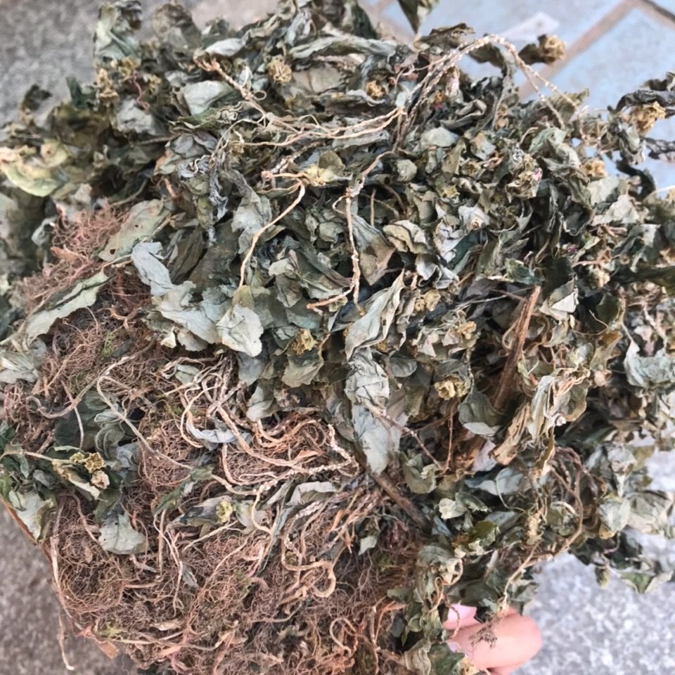 福建产地直发风柜斗草中药材风鼓草野生楮风谷风谷草风方古草鼓草草中