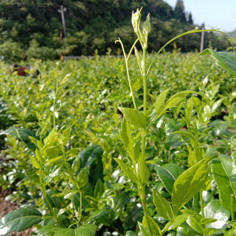 0kg店鋪:坤廷休閒零食專營店商品編號:10053012597368商品名稱:龍鬚莓