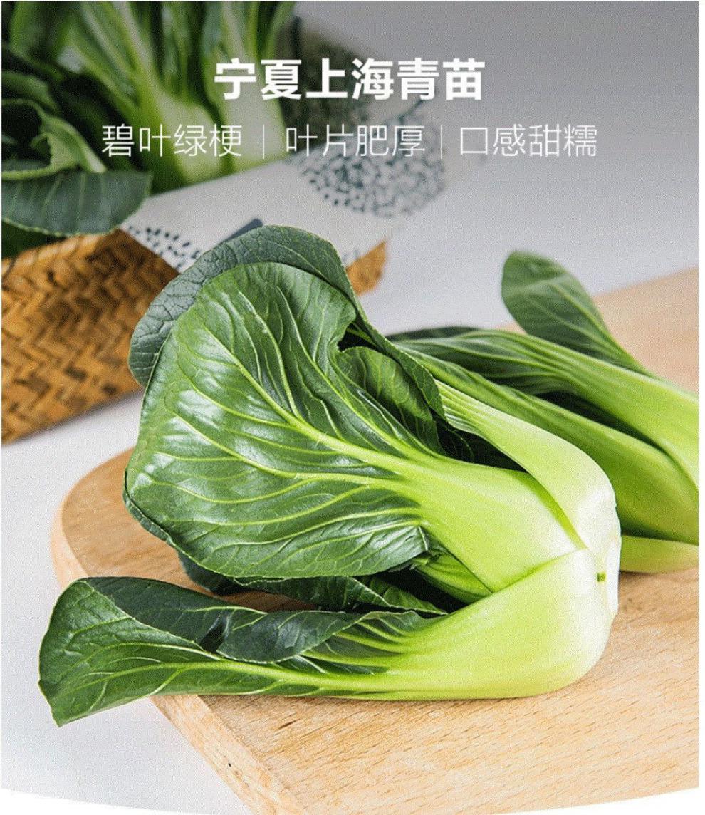 2021年宁夏头茬上海青苗青菜仔矮脚菜软糯可口不好吃包退尝鲜一斤装