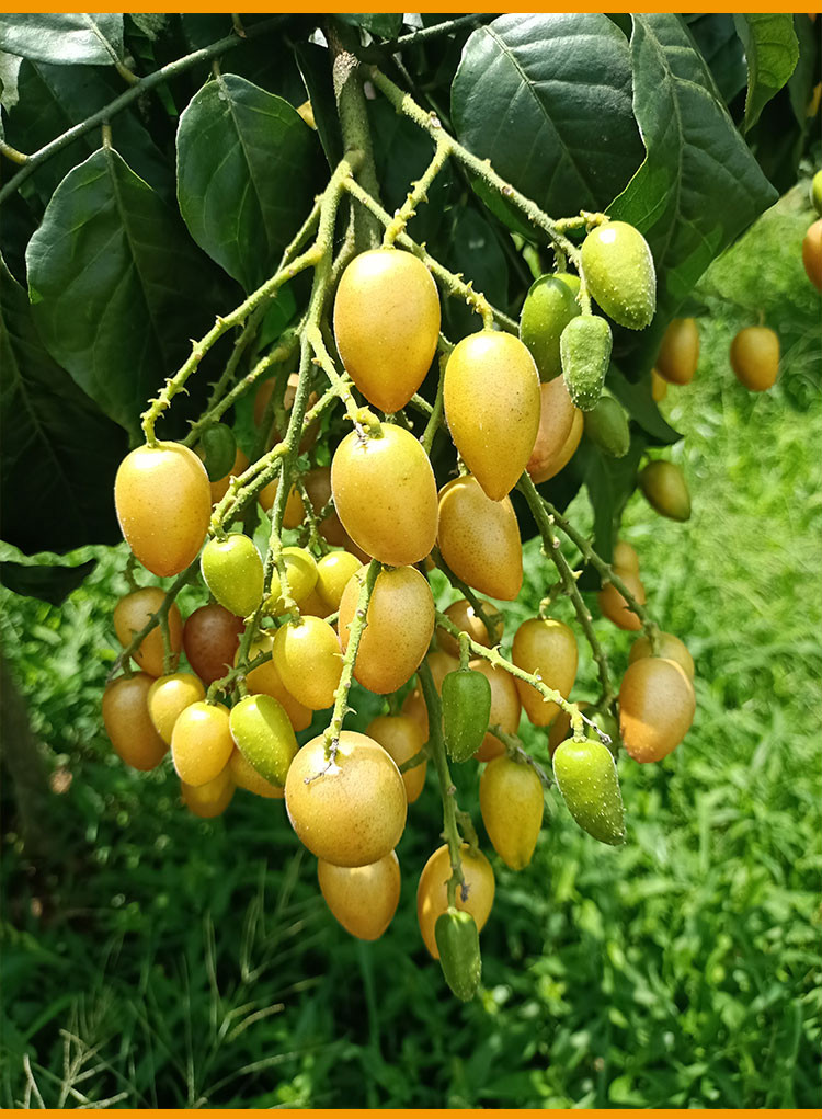 玫栀 新鲜黄皮果鸡心黄皮冰糖无核黄皮酸甜当季水果【坏果包赔】 新鲜