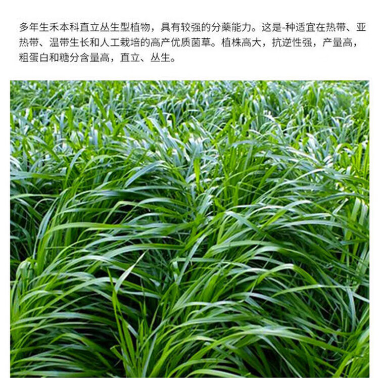 皇竹草种节草种子新型甜象草3号种节多年生四季巨菌草昂景 甜象草2000