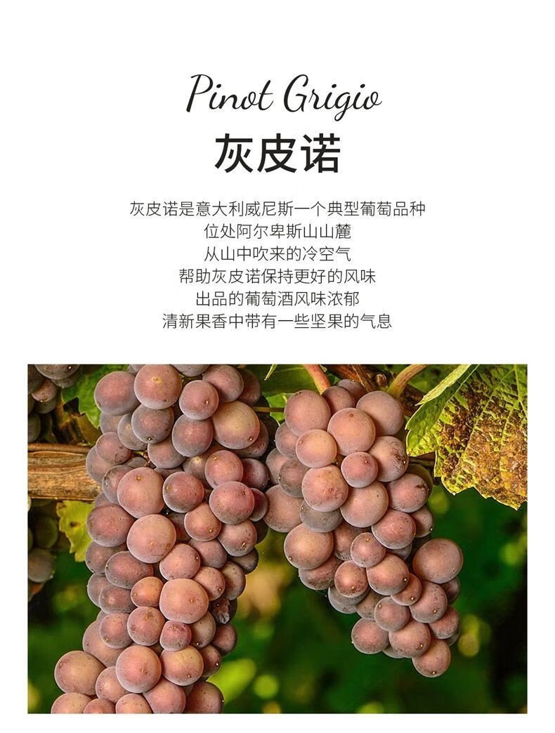 canti灰皮诺白葡萄酒意大利原瓶进口法定产区doc名庄系列干型酒 坎迪
