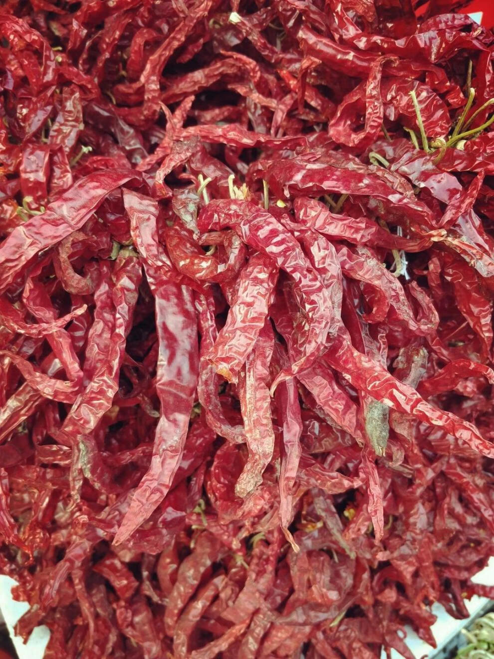 5折 新货东北干辣椒 笨辣椒农家自晒 大红辣椒笨红辣椒 半斤 特辣