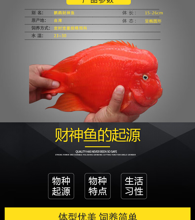 cmcm财神鱼鼓头鹦鹉鱼热带观赏鱼活体鱼鱼血鹦鹉鱼发财鱼淡水包活 20