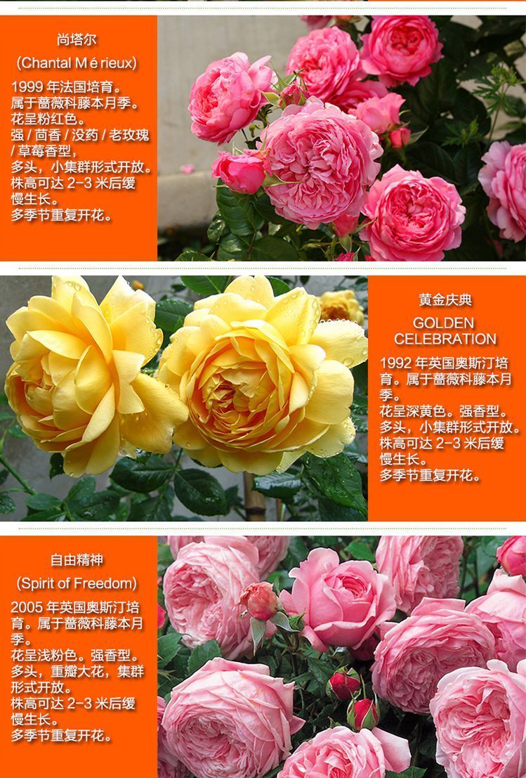 月季爬藤蔷薇花苗大花浓香庭院爬藤攀援植物花卉盆栽梅郎珍珠小花勤花