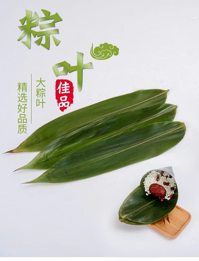 新鲜粽叶宽大粽叶干粽叶新鲜粽叶端午节包粽子家用公司团购批发100片