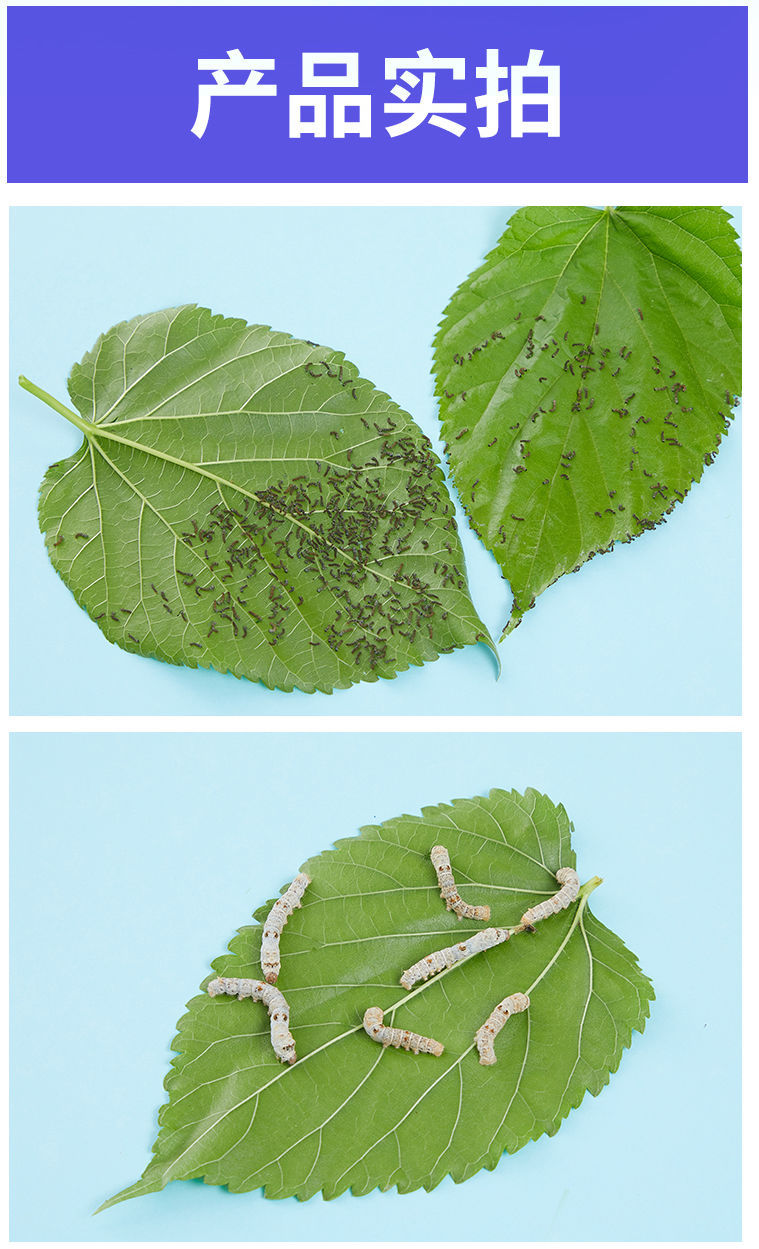 蚕宝宝别墅屋12345龄活蚕七彩蚕卵新鲜桑叶 蓝蚕宝宝屋 学生套餐