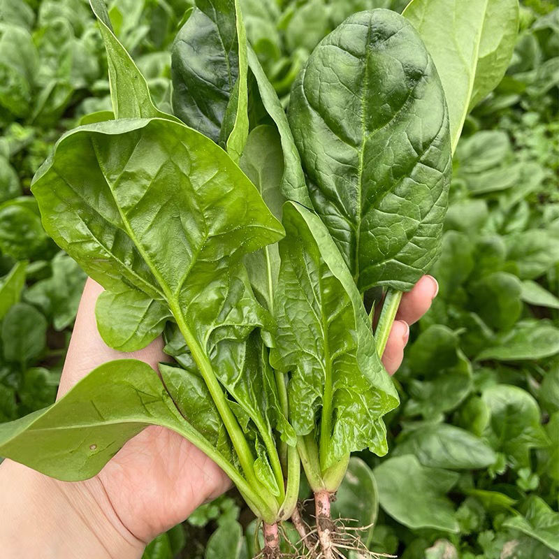 菠菜新鲜露天菠菜红根菠菜小叶波菜农家自种现割现发 净重1斤尝鲜