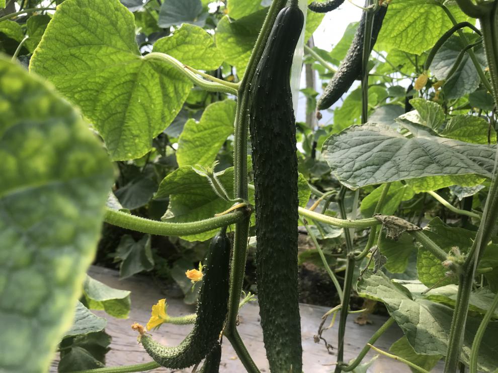 青樱红荔农家新鲜蔬菜天然黄瓜应季水果天然脆嫩带刺青瓜 礼盒定制款