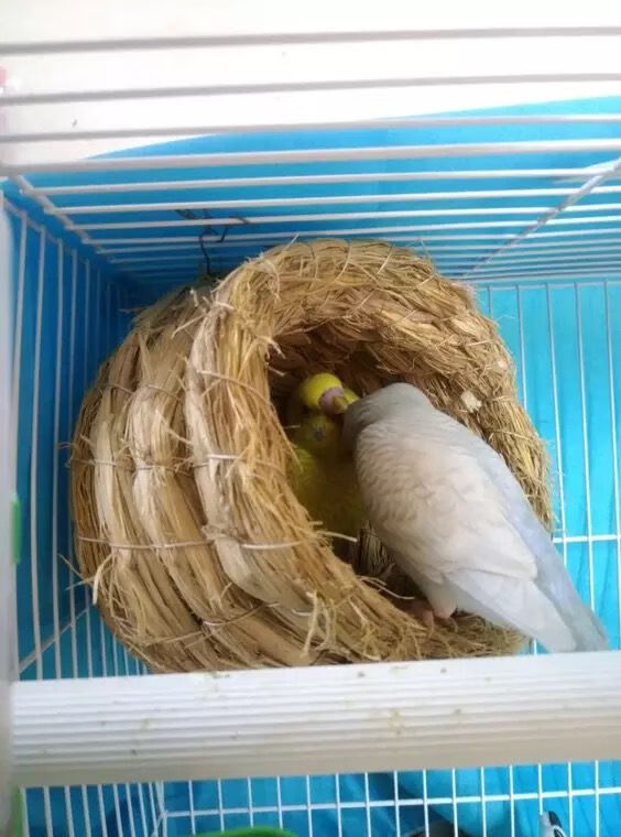 草编鸟窝珍珠玄凤虎皮牡丹鹦鹉用品鸟具挂窝小鸟窝鸟巢草窝繁殖箱 一