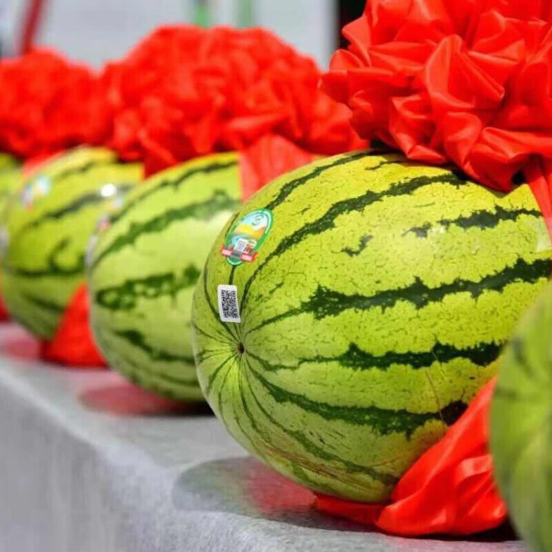 骄瑰 宁夏中卫富硒砂西瓜无籽有籽宁夏中卫沙瓤沙新鲜应季水果水果