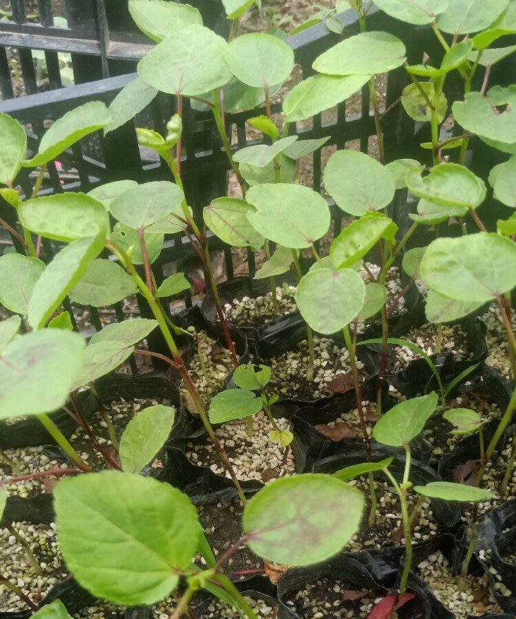 玫瑰茄苗 红桃苗洛神花苗盆栽地栽庭院阳台花卉绿植 当年结果苗 苗高