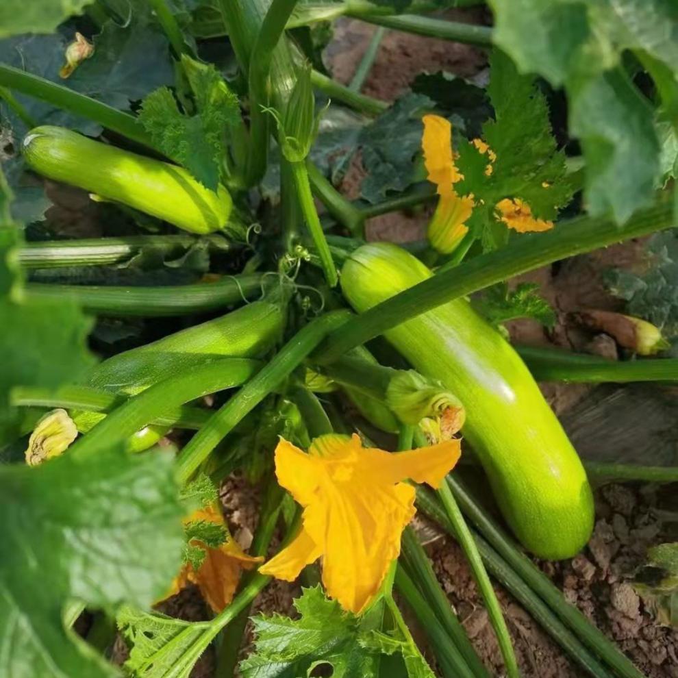 新鲜蔬菜西葫芦三月瓜笋瓜茭瓜倭瓜5斤3斤嫩角瓜青番瓜白瓜9斤3斤防冻