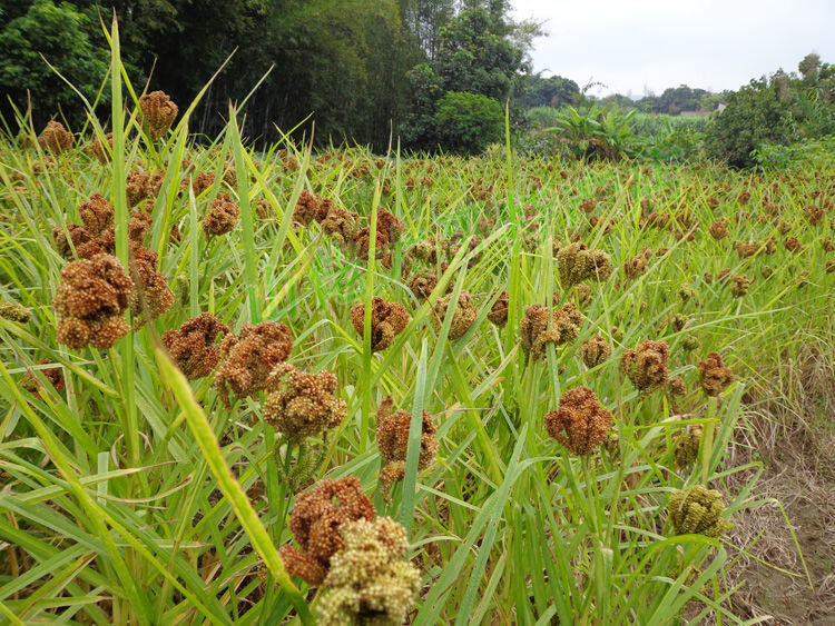 粟米粉龙爪粟粄鸡爪粟粉鸭爪粟䅟子糍粑粟米拳头粟板糯米粉面3斤新鲜