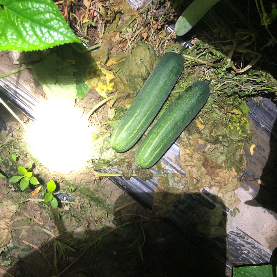 黄瓜本地水果吊瓜青瓜农家现摘现发当季新鲜蔬菜水果吊瓜精选5斤泡沫
