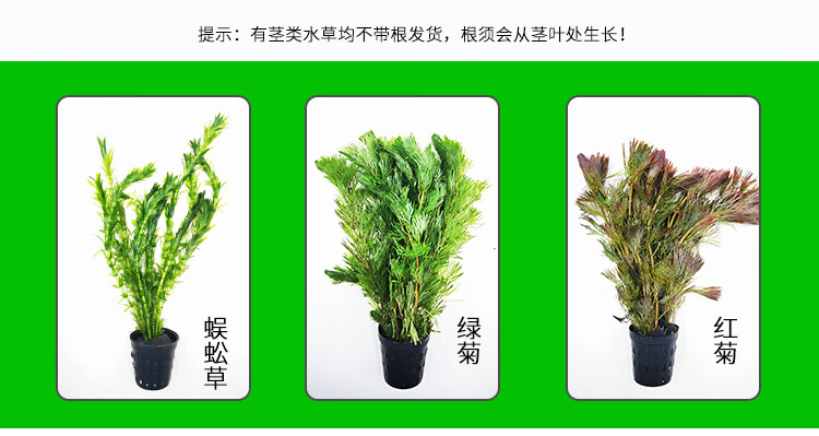 0kg店铺:满源浩农资专营店商品编号:10050147309782商品名称:绿菊水草