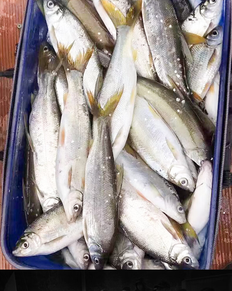 借魚速釣黃尾餌料專釣青尾野釣打窩料釣魚小藥春季專攻鯝魚添加劑天元