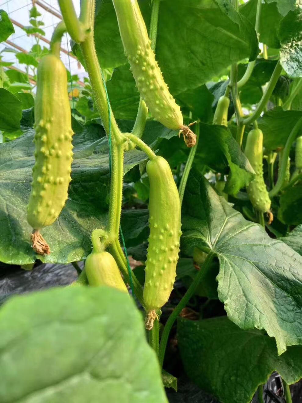 海阳白玉黄瓜1斤 新鲜水果小黄瓜当季脆嫩白黄瓜蔬菜水果青瓜5斤 一斤