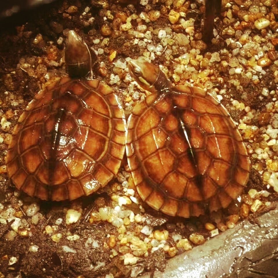 cmcm金钱幼龟活体纯种中华一对苏北金线龟南石金钱宠物龟活物 6-7厘米