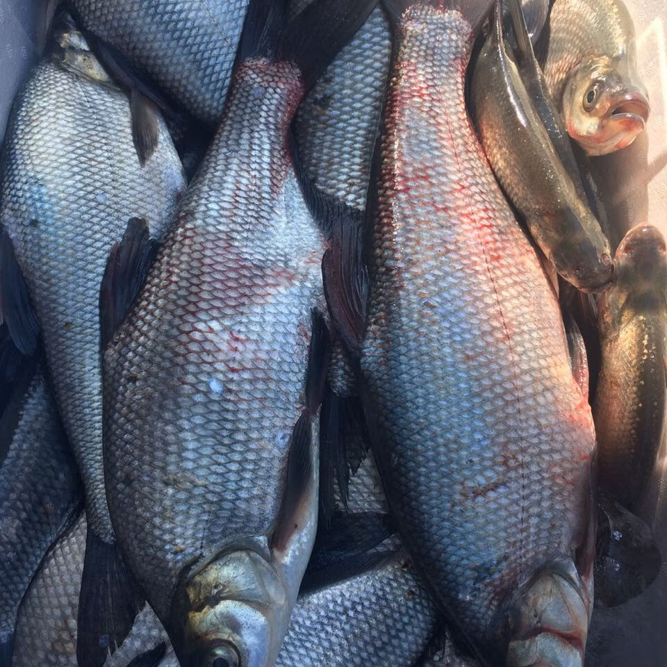 lism[三花五罗]松花江岛子鱼新鲜活鱼淡水翘嘴岛子鱼 5斤顺丰