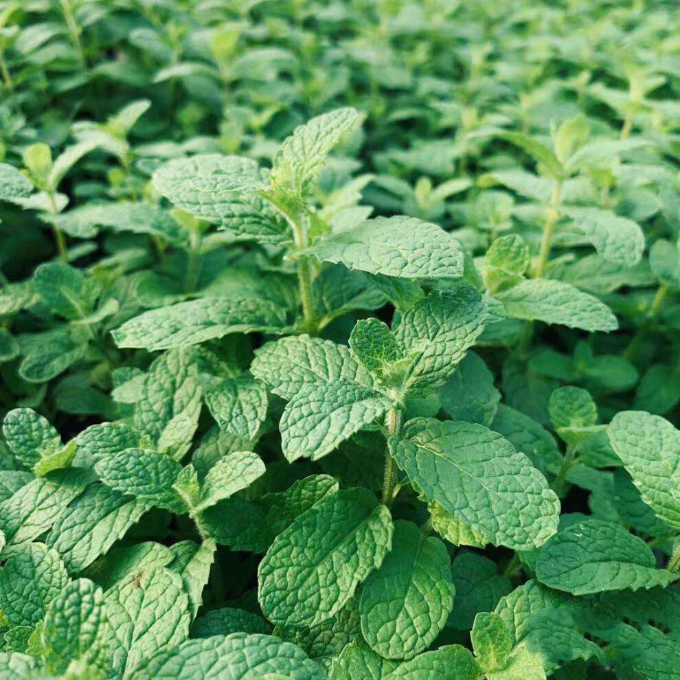 薄荷盆栽香草植物家庭园艺 阳台种植 送【薰衣草薄荷】12cm盆栽  送含