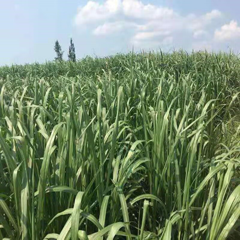 进口高丹王牧草种子四季多年生养殖牛羊鱼甜大力士高粱牧草种子进口高