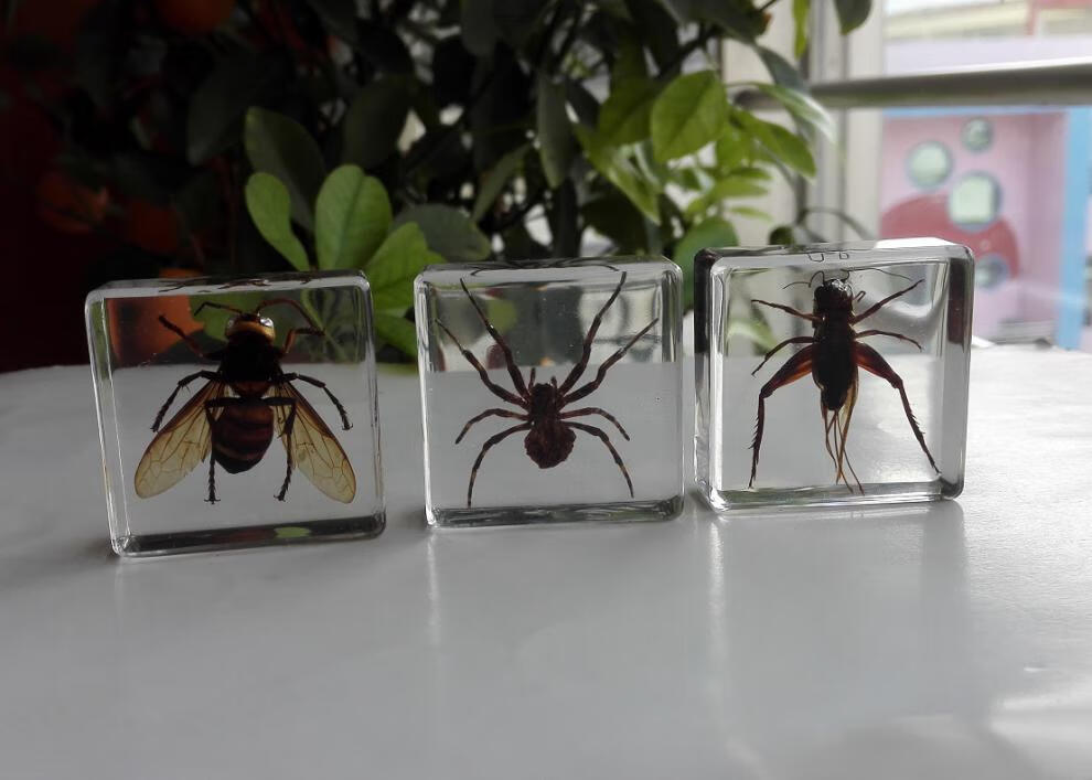 适用于人工琥珀昆虫标本蚂蚁蜂甲虫蝉蝎子蟋蟀幼儿认知玩具小学生物