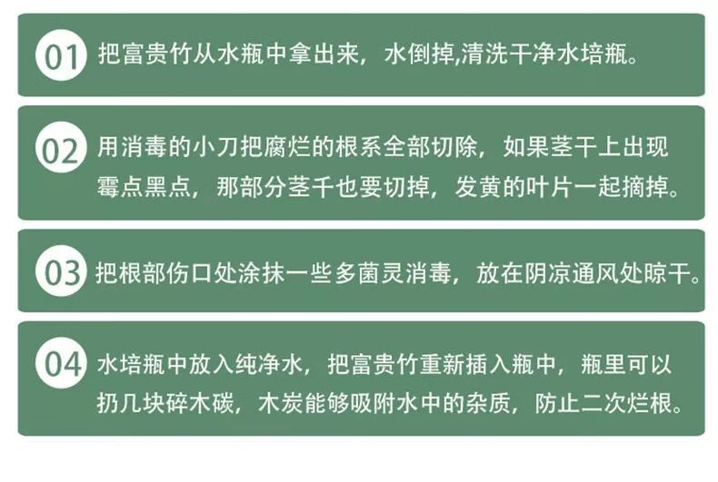 15，【現發】富貴竹水培植物盆栽綠植花卉室內花客厛水養綠蘿竹節節高 60CM10棵