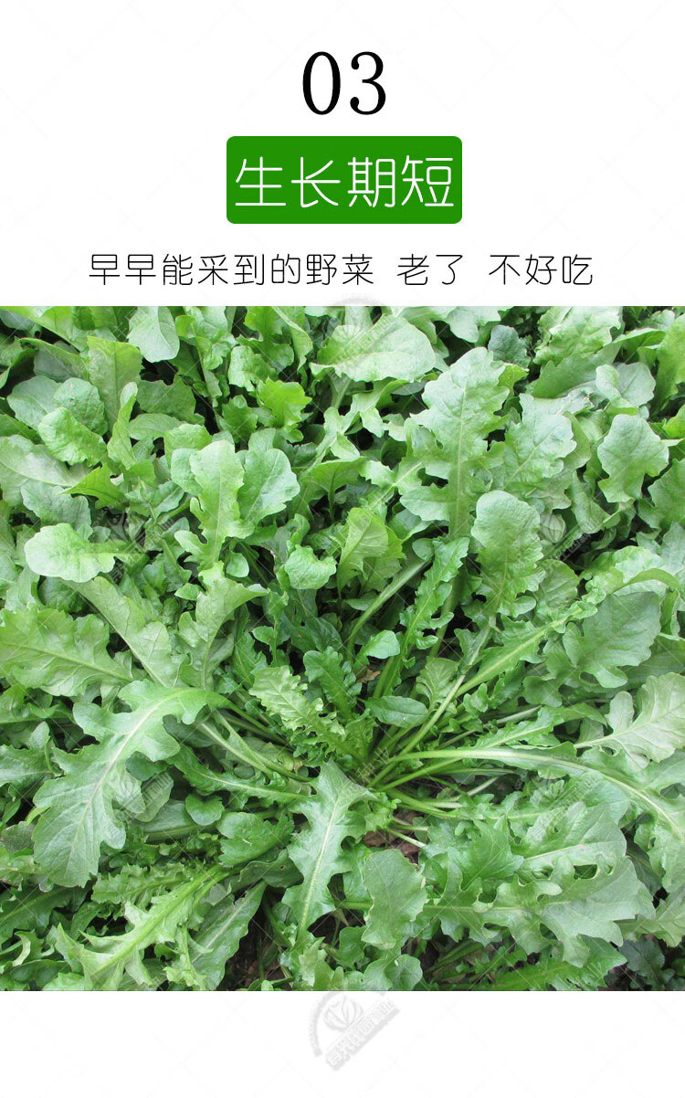 大葉野生薺菜種籽種子孑蒲公英苗地菜秋冬季馬齒莧四季野菜蔬菜野生