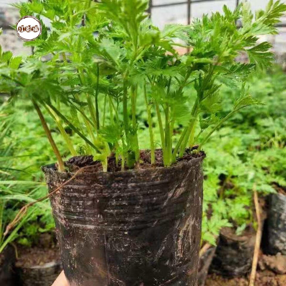 江影清川芎苗庭院绿植食用中药材种苗阳台盆景盆栽种子秧苗带土带杯