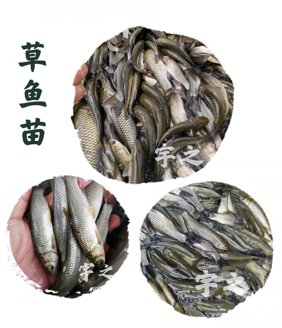 草鱼苗活鱼苗草鱼小鱼苗特大脆肉皖鱼苗半斤一斤草鱼 15/20厘米500加